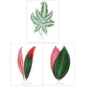 Wee Blue Coo Pack of 3 Fern Frond and Red Green Plant Leaves Botany Book Vintage Detailed Botanical Aesthetic Unframed Wall Art Living Room Prints Set Wee Blue Coo Pack of 3 Fern Frond and Red Green Plant Leaves Botany Book Vintage Detailed Botanical Aesthetic Unframed Wall Art Living Room Prints Set