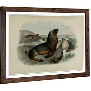 Big Box Art Framed Print of Vintage Smit. Joseph Grey Sea-Lion Design Wall Art Picture Home Decor for Kitchen, Living Room, Bedroom, Hallway, Walnut, A2 / 24.5x18 Inch / 62x45cm Big Box Art Framed Print of Vintage Smit. Joseph Grey Sea-Lion Design Wall Art Picture Home Decor for Kitchen, Living Room, Bedroom, Hallway, Walnut, A2 / 24.5x18 Inch / 62x45cm