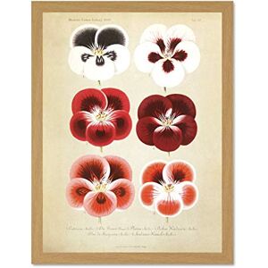 Fine Art Prints Flower Plant Botany Red Pansies Large Framed Art Print Wall Poster 18x24 inch Fine Art Prints Flower Plant Botany Red Pansies Large Framed Art Print Wall Poster 18x24 inch