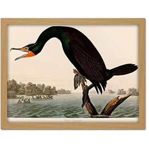Artery8 Audubon Birds Florida Cormorant Painting Artwork Framed Wall Art Print 18X24 Inch Artery8 Audubon Birds Florida Cormorant Painting Artwork Framed Wall Art Print 18X24 Inch