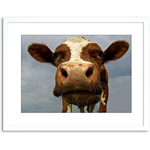 Wee Blue Coo Funny Cow Farm Animal Close Up Picture Photo Framed Wall Art Print Wee Blue Coo Funny Cow Farm Animal Close Up Picture Photo Framed Wall Art Print