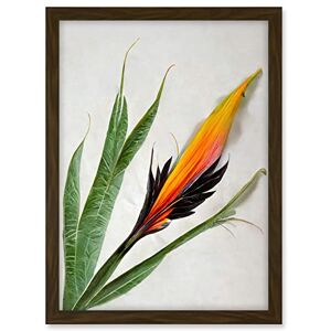 Wee Blue Coo Bird of Paradise Tropical Plant Flower and Leaves Illustration on White Artwork Framed A3 Wall Art Print Wee Blue Coo Bird of Paradise Tropical Plant Flower and Leaves Illustration on White Artwork Framed A3 Wall Art Print