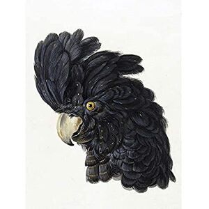 Artery8 Schouman Head Cockatoo Parrot Bird Drawing Unframed Wall Art Print Poster Home Decor Premium Artery8 Schouman Head Cockatoo Parrot Bird Drawing Unframed Wall Art Print Poster Home Decor Premium