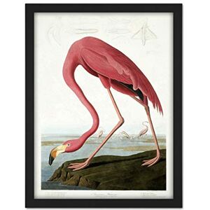 Wee Blue Coo Audubon American Flamingo Artwork Framed Wall Art Print 18X24 Inch Wee Blue Coo Audubon American Flamingo Artwork Framed Wall Art Print 18X24 Inch