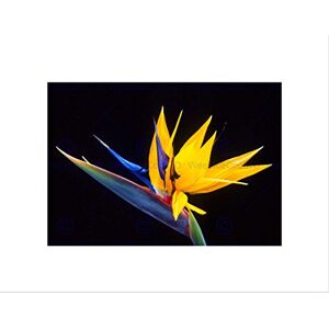 Wee Blue Coo Nature Plant Flower Bird Paradise Exotic Beautiful Wall Art Print Wee Blue Coo Nature Plant Flower Bird Paradise Exotic Beautiful Wall Art Print