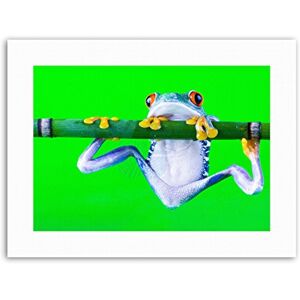 Wee Blue Coo Red Eyed Tree Frog Branch Photo Picture Canvas Art Print Wee Blue Coo Red Eyed Tree Frog Branch Photo Picture Canvas Art Print