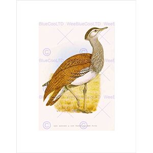Wee Blue Coo PAINTING BIRDS SOUTH AFRICA HORSBRUGH KORI BUSTARD FRAMED ART PRINT B12X12849 Wee Blue Coo PAINTING BIRDS SOUTH AFRICA HORSBRUGH KORI BUSTARD FRAMED ART PRINT B12X12849