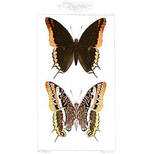 Fine Art Prints Butterflies Black and Brown Pattern Large Wall Art Print Canvas Premium Poster Fine Art Prints Butterflies Black and Brown Pattern Large Wall Art Print Canvas Premium Poster