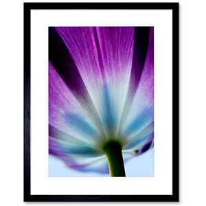 Wee Blue Coo PURPLE TULIP FLOWERS BLOOM BLACK FRAME FRAMED ART PRINT PICTURE MOUNT B12X8039 Wee Blue Coo PURPLE TULIP FLOWERS BLOOM BLACK FRAME FRAMED ART PRINT PICTURE MOUNT B12X8039