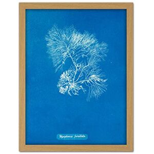 Artery8 Atkins British Algae Photo Forked Polysiphonia Artwork Framed Wall Art Print 18X24 Inch Artery8 Atkins British Algae Photo Forked Polysiphonia Artwork Framed Wall Art Print 18X24 Inch