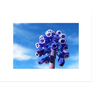 Wee Blue Coo Grape Hyacinth Muscari Blue Flower Macro Picture Wall Art Print Wee Blue Coo Grape Hyacinth Muscari Blue Flower Macro Picture Wall Art Print
