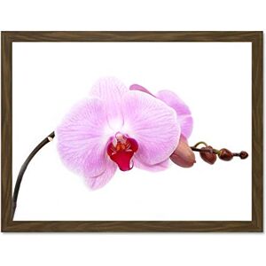 Fine Art Prints Pretty Pink Moth Orchid Flower Large Framed Art Print Poster Wall Decor 18x24 inch Fine Art Prints Pretty Pink Moth Orchid Flower Large Framed Art Print Poster Wall Decor 18x24 inch
