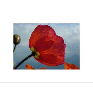 Wee Blue Coo Nature Plant Flower Red Petal Poppy Wall Art Print Wee Blue Coo Nature Plant Flower Red Petal Poppy Wall Art Print