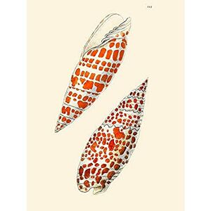 Fine Art Prints Seashell Orange Spotted Conical Art Print Canvas Premium Wall Decor Poster Fine Art Prints Seashell Orange Spotted Conical Art Print Canvas Premium Wall Decor Poster