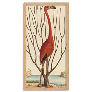 Wee Blue Coo Catesby Flamingo Bird Zoology Long Panel Framed Wall Art Print Wee Blue Coo Catesby Flamingo Bird Zoology Long Panel Framed Wall Art Print