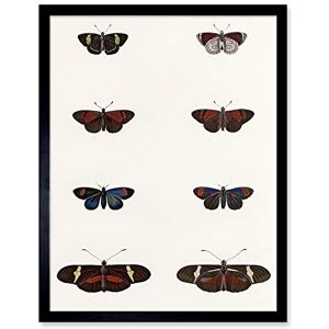 Wee Blue Coo Nature Study Humboldt Butterflies Dark Art Print Framed Poster Wall Decor 12x16 inch Wee Blue Coo Nature Study Humboldt Butterflies Dark Art Print Framed Poster Wall Decor 12x16 inch