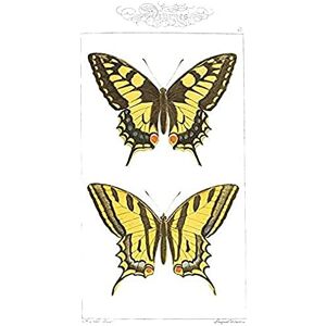 Fine Art Prints Butterflies Black and Yellow Art Print Canvas Premium Wall Decor Poster Fine Art Prints Butterflies Black and Yellow Art Print Canvas Premium Wall Decor Poster