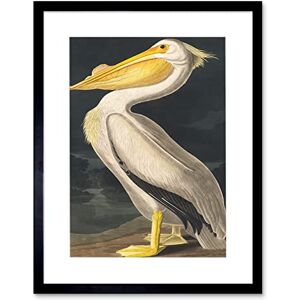 Wee Blue Coo John James Audubon Style Pelican Bird Vintage Detailed Illustration Artwork Framed Wall Art Print 12X16 Inch Wee Blue Coo John James Audubon Style Pelican Bird Vintage Detailed Illustration Artwork Framed Wall Art Print 12X16 Inch