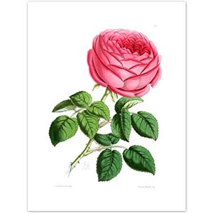 Fine Art Prints Flower Red Rose Art Print Canvas Premium Wall Decor Poster Fine Art Prints Flower Red Rose Art Print Canvas Premium Wall Decor Poster