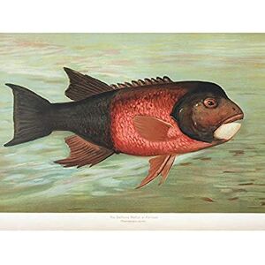 Artery8 Petrie North American Fishes Fat Head Illustration Unframed Wall Art Print Poster Home Decor Premium Artery8 Petrie North American Fishes Fat Head Illustration Unframed Wall Art Print Poster Home Decor Premium