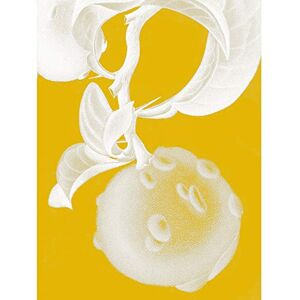 Wee Blue Coo Modern Bold Biodiversity Orange Plant Unframed Wall Art Print Poster Home Decor Premium Wee Blue Coo Modern Bold Biodiversity Orange Plant Unframed Wall Art Print Poster Home Decor Premium