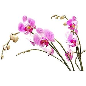 Wee Blue Coo Orchid Flower Pink Blossom Photo Art Large Art Print Poster Wall Decor 18x24 inch Wee Blue Coo Orchid Flower Pink Blossom Photo Art Large Art Print Poster Wall Decor 18x24 inch