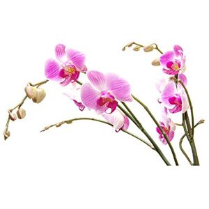 Wee Blue Coo Photo Nature Plant Orchid Flower Pink Blossom Wall Art Print Wee Blue Coo Photo Nature Plant Orchid Flower Pink Blossom Wall Art Print