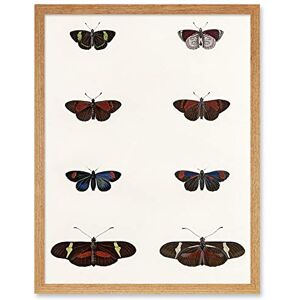 Wee Blue Coo Nature Study Humboldt Butterflies Dark Art Print Framed Poster Wall Decor 12x16 inch Wee Blue Coo Nature Study Humboldt Butterflies Dark Art Print Framed Poster Wall Decor 12x16 inch