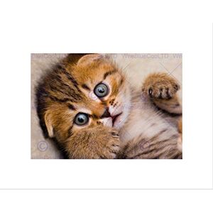 Wee Blue Coo Cute Tabby Kitten Art Gift Wall Art Print Wee Blue Coo Cute Tabby Kitten Art Gift Wall Art Print