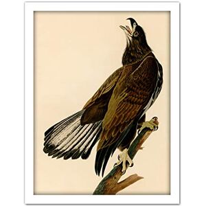 Artery8 Audubon Birds Eagle White Head Painting Artwork Framed Wall Art Print 18X24 Inch Artery8 Audubon Birds Eagle White Head Painting Artwork Framed Wall Art Print 18X24 Inch