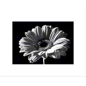 Wee Blue Coo Black White Gerbera Flower Bloom Art Picture Wall Art Print Wee Blue Coo Black White Gerbera Flower Bloom Art Picture Wall Art Print