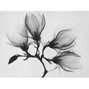 Wee Blue Coo Magnolia Branch Xray Large Wall Art Poster Print Thick Paper 18X24 Inch Wee Blue Coo Magnolia Branch Xray Large Wall Art Poster Print Thick Paper 18X24 Inch