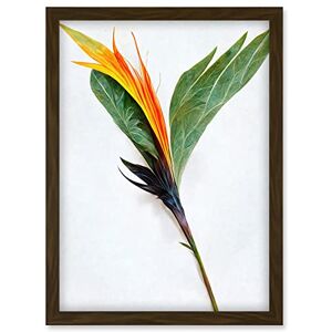 Doppelganger33 LTD Single Bird Paradise Flower Stem With Orange Bloom Artwork Framed Wall Art Print A4 Doppelganger33 LTD Single Bird Paradise Flower Stem With Orange Bloom Artwork Framed Wall Art Print A4