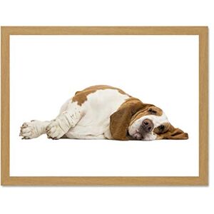 Wee Blue Coo Mp Animal Dog Canine Basset Hound Relax Cool Cute Large Framed Art Print Poster Wall Decor 18x24 inch Wee Blue Coo Mp Animal Dog Canine Basset Hound Relax Cool Cute Large Framed Art Print Poster Wall Decor 18x24 inch