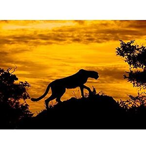 Fine Art Prints Marques Cheetah Silhouette Sunset Photo Unframed Wall Art Print Poster Home Decor Premium Fine Art Prints Marques Cheetah Silhouette Sunset Photo Unframed Wall Art Print Poster Home Decor Premium