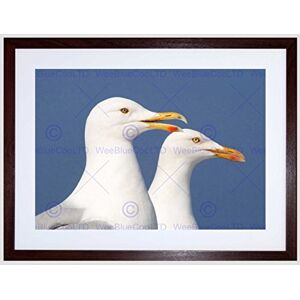 Wee Blue Coo Seagulls Birds Seaside Art Framed Wall Art Print Wee Blue Coo Seagulls Birds Seaside Art Framed Wall Art Print