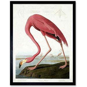 Wee Blue Coo Audubon American Flamingo Art Print Framed Poster Wall Decor 12x16 inch Wee Blue Coo Audubon American Flamingo Art Print Framed Poster Wall Decor 12x16 inch