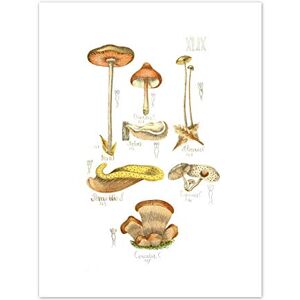 Fine Art Prints Fungus Mushrooms Concalus Oreades Art Print Canvas Premium Wall Decor Poster Fine Art Prints Fungus Mushrooms Concalus Oreades Art Print Canvas Premium Wall Decor Poster