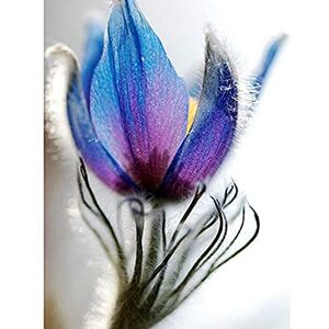 Wee Blue Coo Blue Purple Flower Bloom Photo Art Large Art Print Poster Wall Decor 18X24 Inch Wee Blue Coo Blue Purple Flower Bloom Photo Art Large Art Print Poster Wall Decor 18X24 Inch