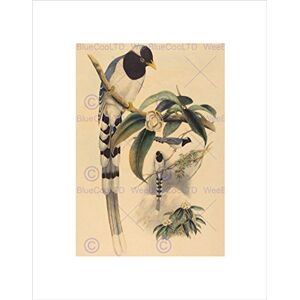 Wee Blue Coo Animal Gould Richter British Magpie Picture Wall Art Print Wee Blue Coo Animal Gould Richter British Magpie Picture Wall Art Print