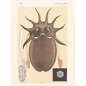 Fine Art Prints Wild Mr John James Wandbild, Motiv Melbourne Sepia oder Cuttlefish Fine Art Prints Wild Mr John James Wandbild, Motiv Melbourne Sepia oder Cuttlefish