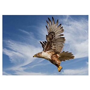 Wee Blue Coo Ferruginous Hawk Prey Hunting Flight Bird Picture Wall Art Print Wee Blue Coo Ferruginous Hawk Prey Hunting Flight Bird Picture Wall Art Print