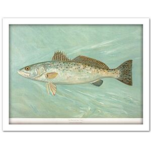 Artery8 Petrie North American Fishes Sea Trout Illustration Artwork Framed Wall Art Print 18X24 Inch Artery8 Petrie North American Fishes Sea Trout Illustration Artwork Framed Wall Art Print 18X24 Inch