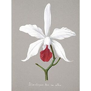Wee Blue Coo Book Page Orchid Collection Lelia Elegans Unframed Art Print Poster Wall Decor 12X16 Inch Wee Blue Coo Book Page Orchid Collection Lelia Elegans Unframed Art Print Poster Wall Decor 12X16 Inch