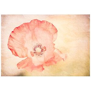 Wee Blue Coo Photo Composition Flower Poppy Petal Pink Nature Plant Wall Art Print Wee Blue Coo Photo Composition Flower Poppy Petal Pink Nature Plant Wall Art Print