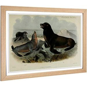 Big Box Art Framed Print of Vintage Smit. Joseph South American Sea-Lion Design Wall Art Picture Home Decor for Kitchen, Living Room, Bedroom, Hallway, Oak, A2 / 24.5x18 Inch / 62x45cm Big Box Art Framed Print of Vintage Smit. Joseph South American Sea-Lion Design Wall Art Picture Home Decor for Kitchen, Living Room, Bedroom, Hallway, Oak, A2 / 24.5x18 Inch / 62x45cm