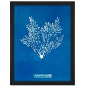 Artery8 Atkins British Algae Photo Thuja Like Polysiphonia Artwork Framed Wall Art Print 18X24 Inch Artery8 Atkins British Algae Photo Thuja Like Polysiphonia Artwork Framed Wall Art Print 18X24 Inch