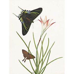 Artery8 Paul Gabriel Two Butterflies With A Lily Painting Premium Wall Art Canvas Print 18X24 Inch Artery8 Paul Gabriel Two Butterflies With A Lily Painting Premium Wall Art Canvas Print 18X24 Inch