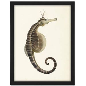 Artery8 Gould Sea Horse Book Fish Illustration Artwork Framed Wall Art Print 18X24 Inch Artery8 Gould Sea Horse Book Fish Illustration Artwork Framed Wall Art Print 18X24 Inch