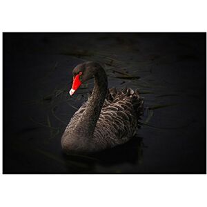 Wee Blue Coo Photo Nature Bird Black Swan Lake Pupuke Beautiful Wall Art Print Wee Blue Coo Photo Nature Bird Black Swan Lake Pupuke Beautiful Wall Art Print